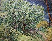 Vincent Van Gogh The Bush oil